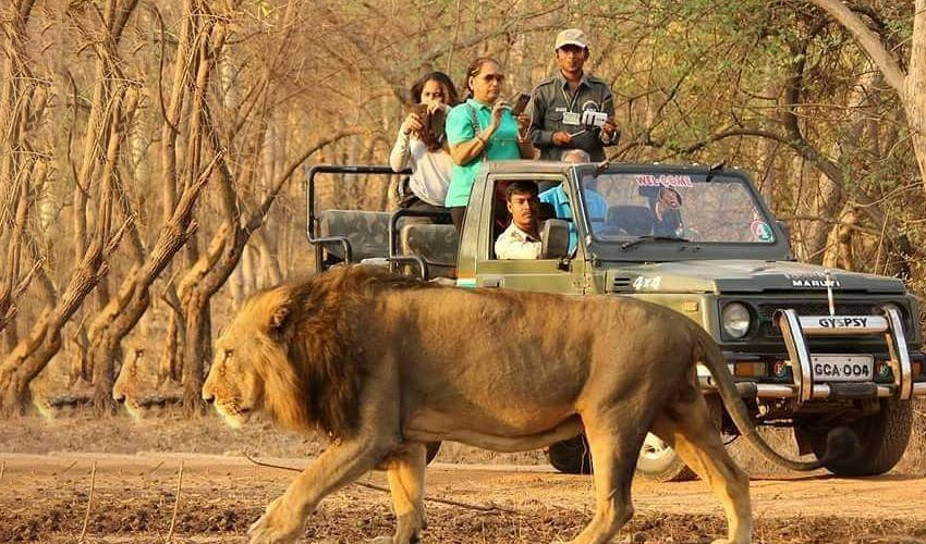 Sasan-Gir-National-Park-Gujarat