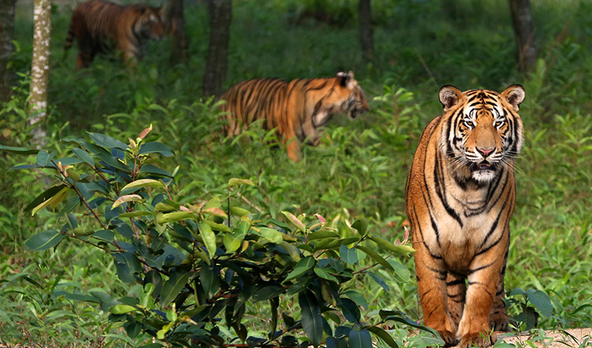 Sundarbans-National-Park-West-Bengal