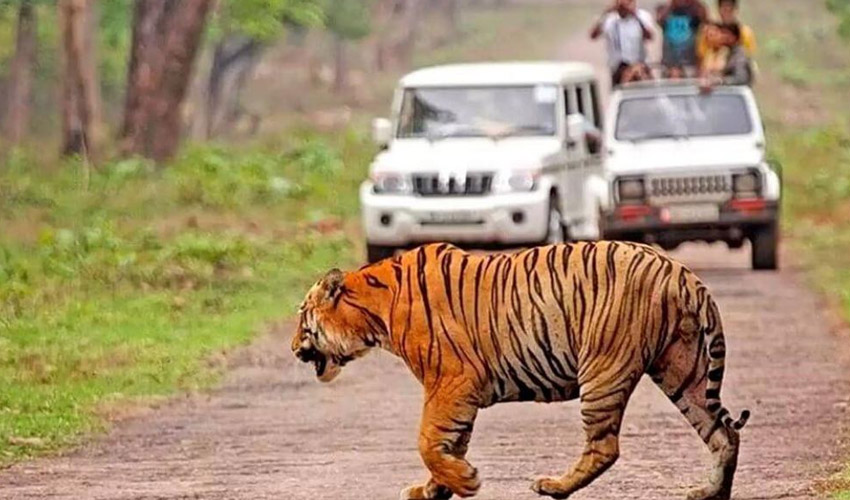 Taboda-National-Park-Maharashtra