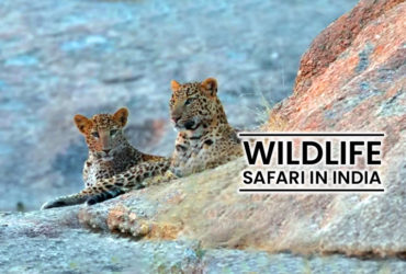 Wildlife Safari in India