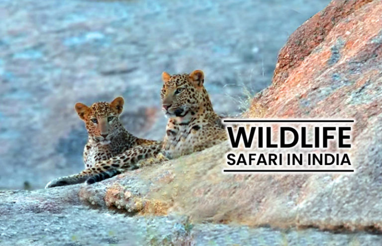 Wildlife Safari in India