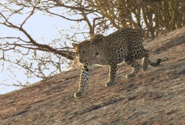 jawai leopard