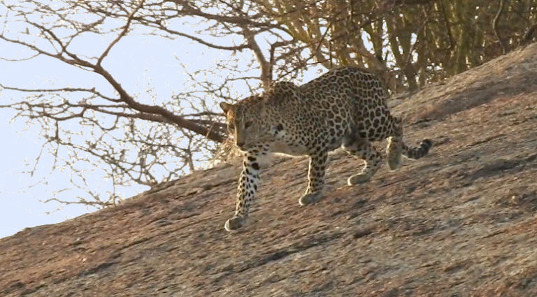 jawai leopard