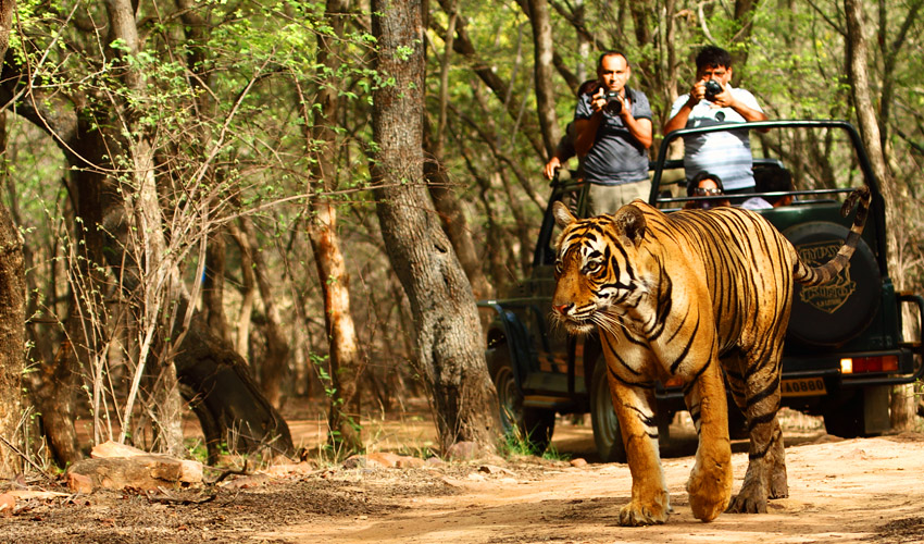 ranthambore-national-park-rajasthan