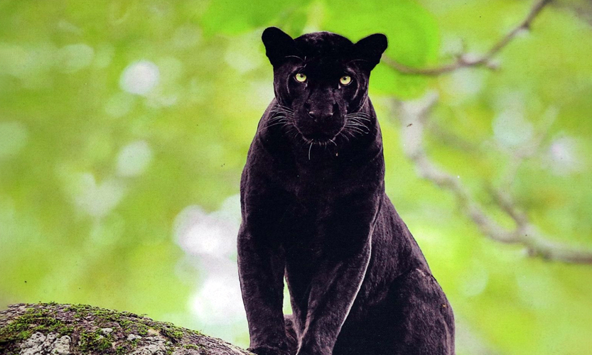 Black panther