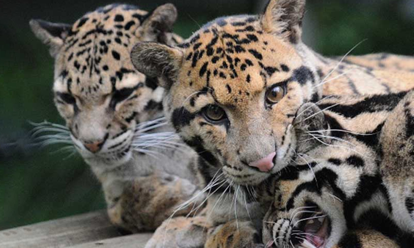 clouded leopard