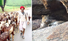 Jawai Jungle Safari - humans and leopards