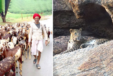 Jawai Jungle Safari - humans and leopards