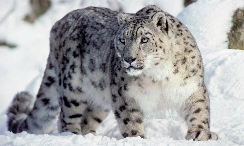 snow leopard