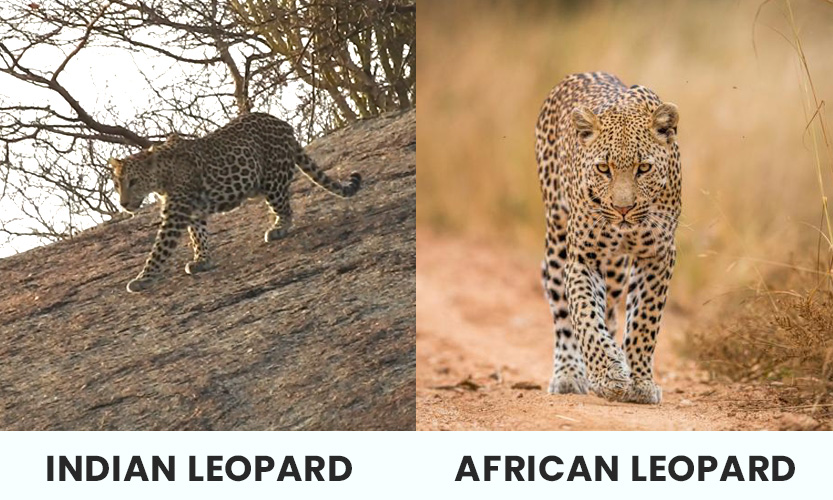 indian leopard vs. african leopard