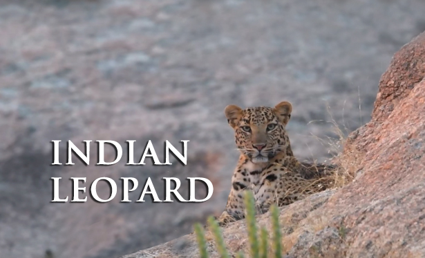 10 Things You Need To Know About Indian Leopards