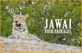 jawai tour packages