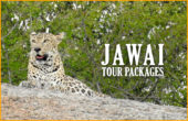 jawai tourism