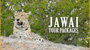 delhi to jawai leopard safari