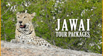 A Complete Package of Jawai Bandh Tour