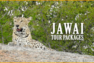 jawai tourism