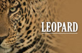 leopard