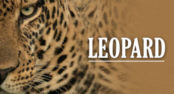 Leopard – Everything you Need to Know About Leopard