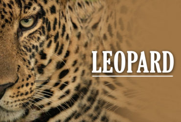 leopard