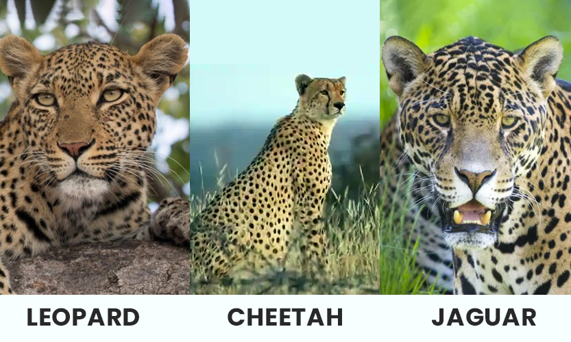 leopard cheetah and jaguar difference