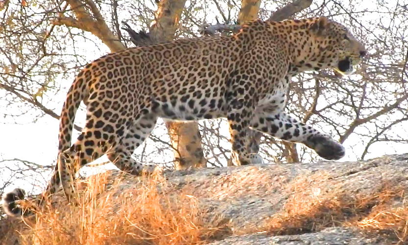 jawai leopard