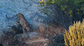 jawai leopards hills safari photos