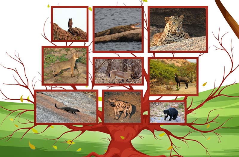 Types of Animals Are Found in Jawai Bandh Rajasthan