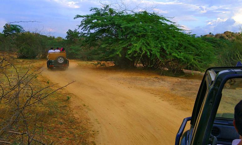 jawai jungle safari