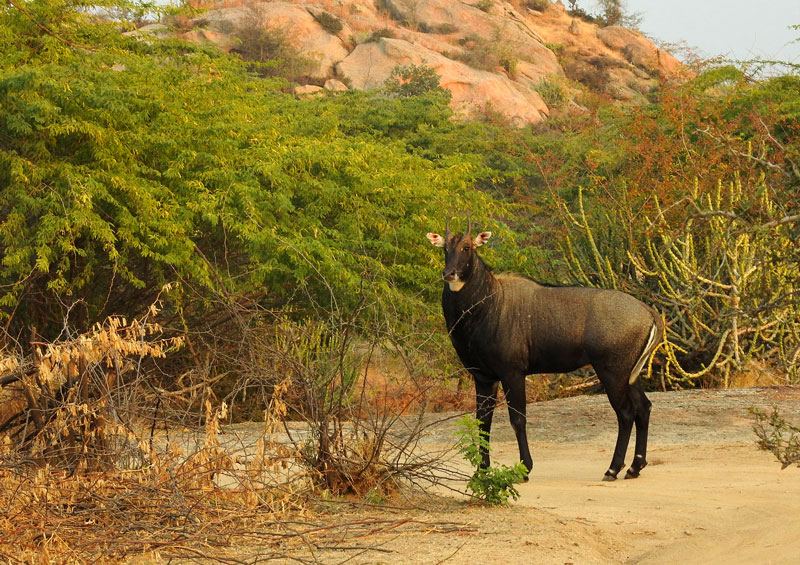 Jawai Jungle safari