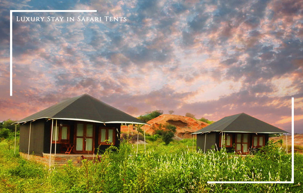 Luxury Stay in Safari Tents