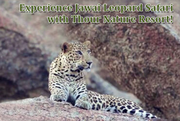 Jawai Leopard Safari