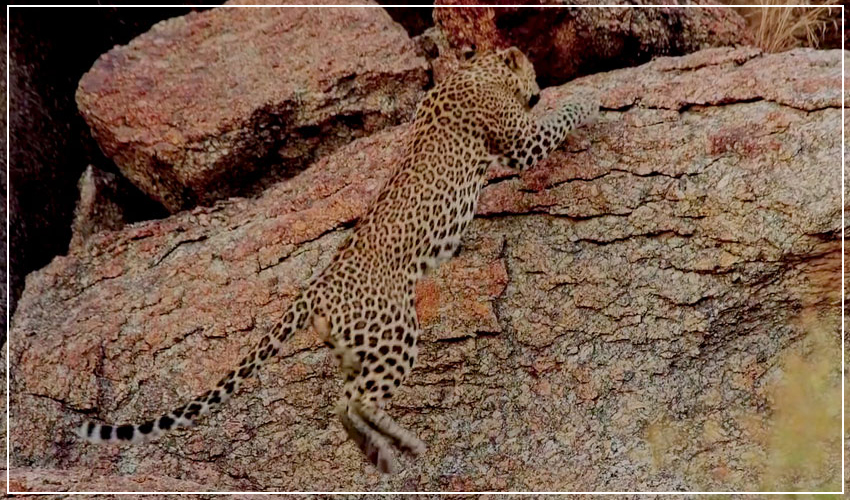 jawai-leopard-safari-timings