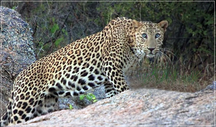 leopard-safari-Jawai-package