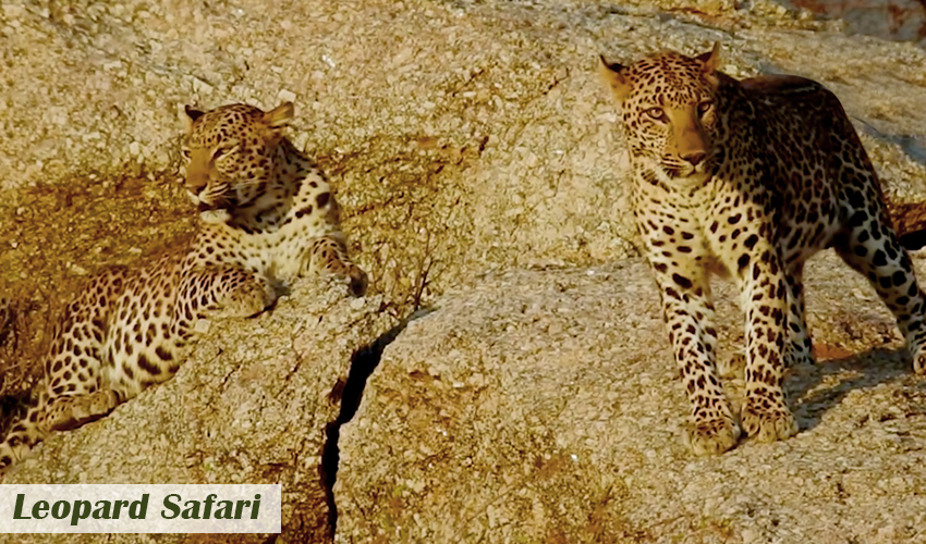 leopard-safari-Jawai-Janmashtami