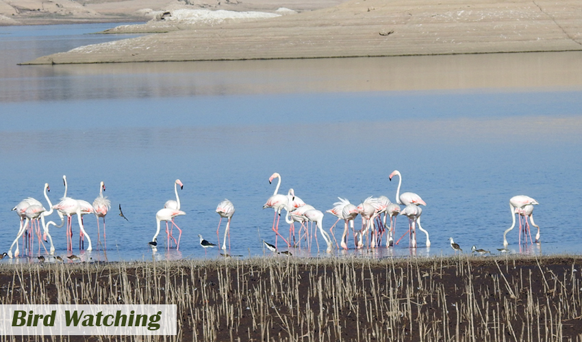 wildlife-sanctuary-in-rajasthan