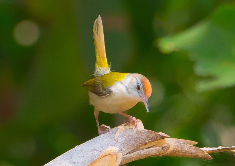 Birds Watching in Jawai
