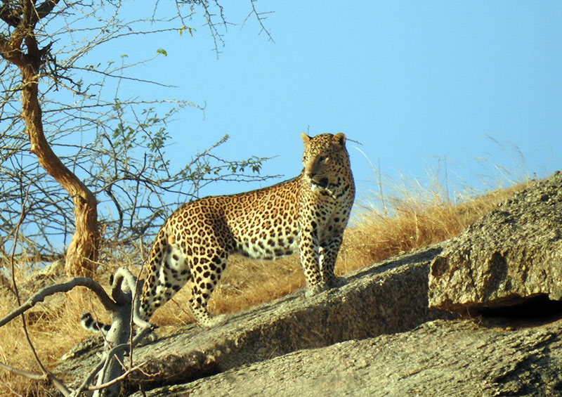 Indian leopard