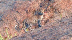 leopard safari india
