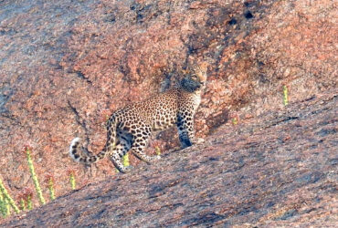 Best Time to Visit Jawai Leopard Safari