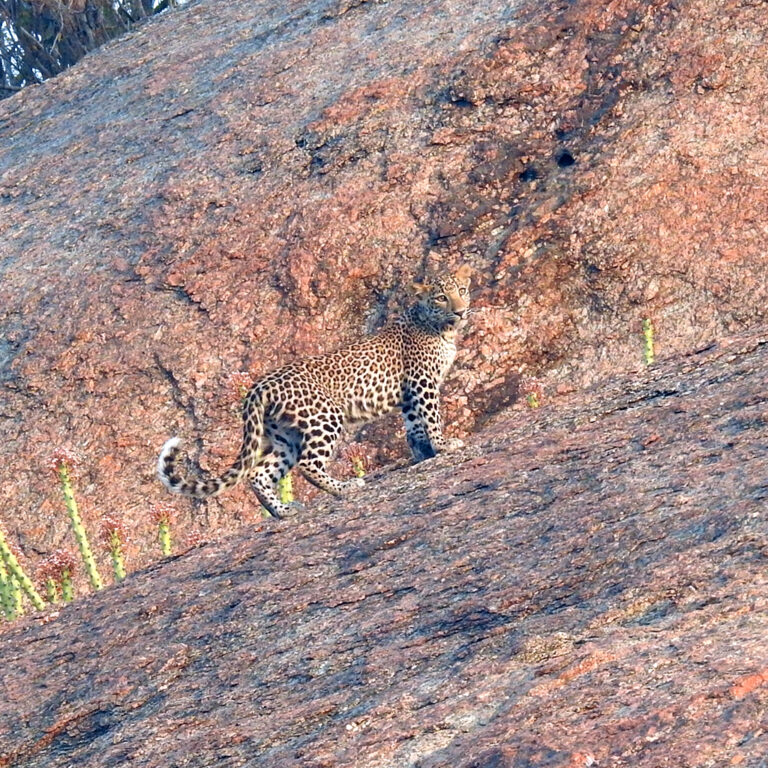 Best Time to Visit Jawai Leopard Safari