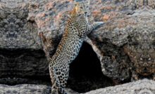 indian leopard