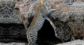 Indian Leopard : Everything You Need to Know