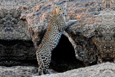 indian leopard