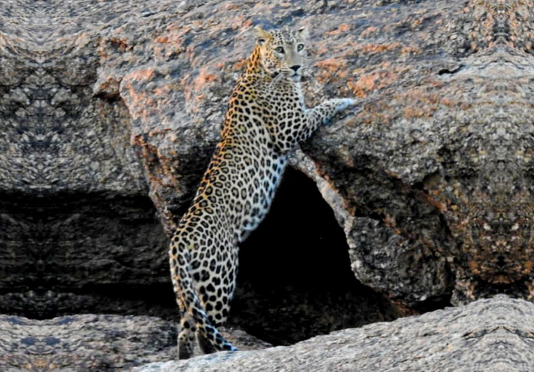 indian leopard