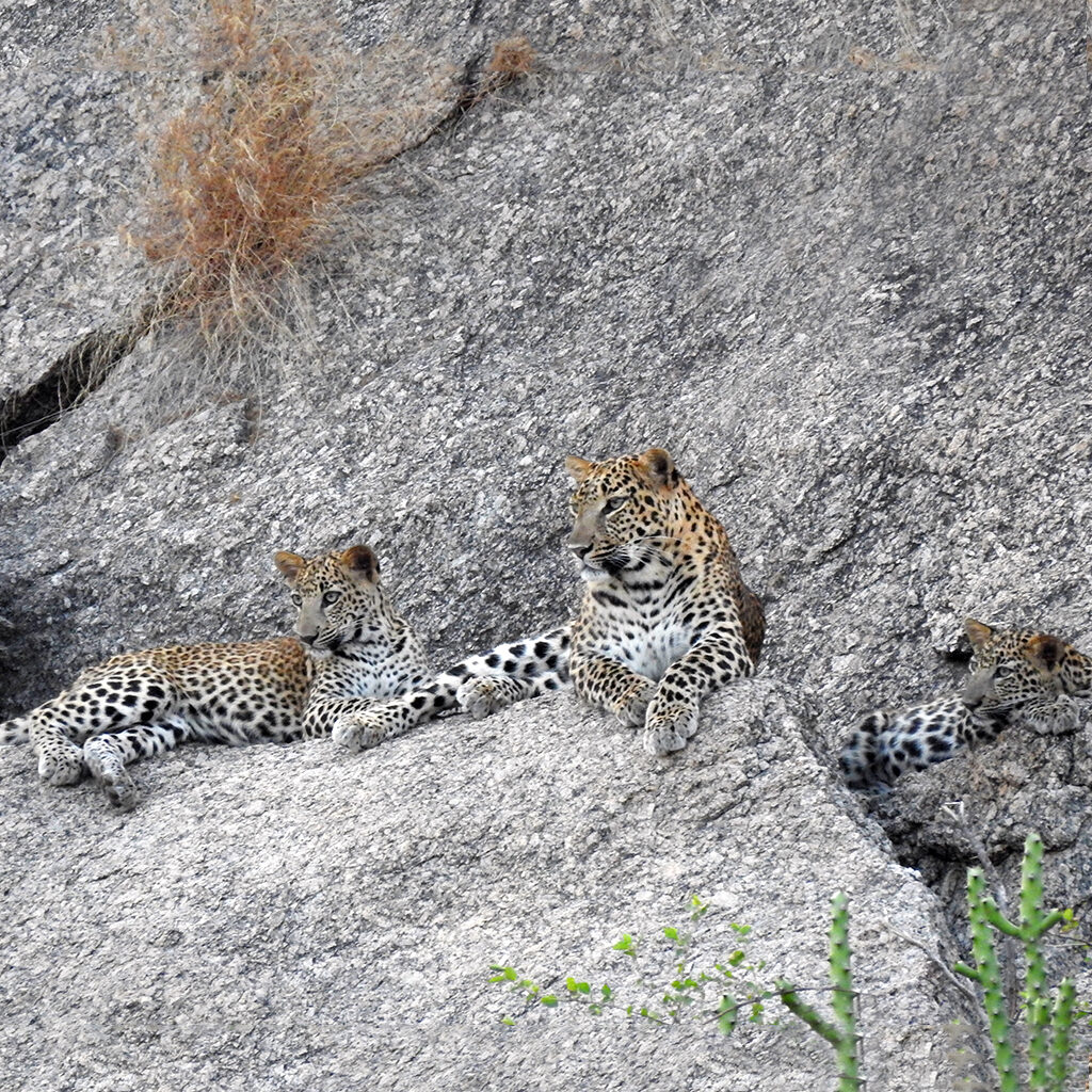 jawai bandh safari