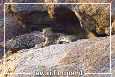 jawai leopard