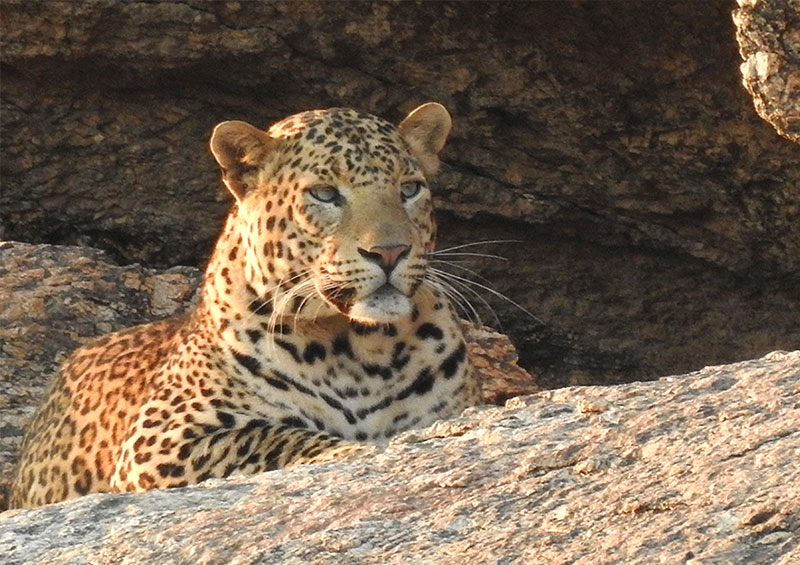 leopard safari jawai bandh