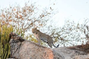 Jawai Leopard Sanctuary