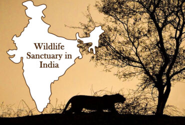 Wildlife Sanctuary in India