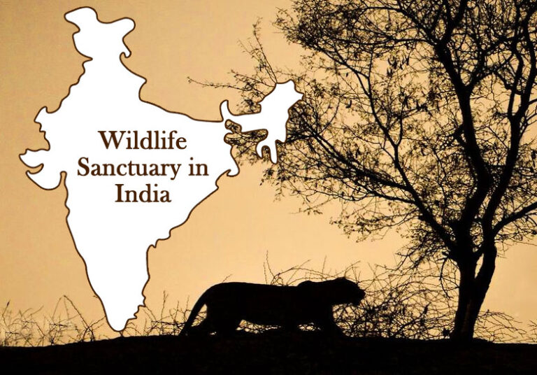 Wildlife Sanctuary in India